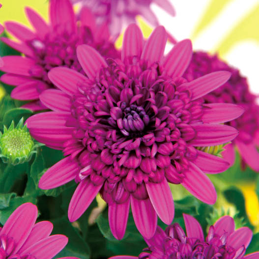 オステオスペルマム　ダブルオステオスペルマム(3D) シリーズ 