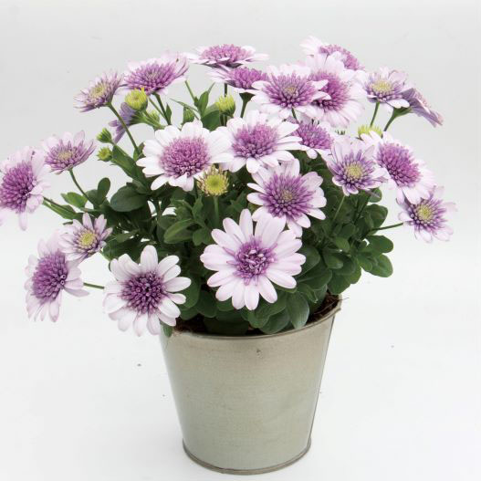 オステオスペルマム　ダブルオステオスペルマム(3D) シリーズ 