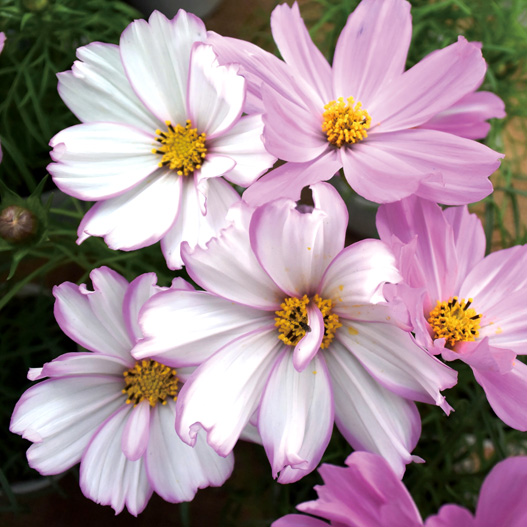 コスモス アポロ シリーズ