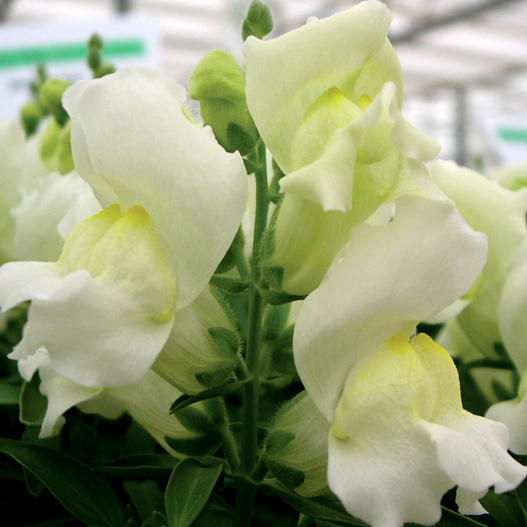 キンギョソウ F1　スナップショット シリーズ 