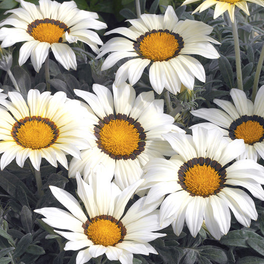 ガザニア F1　キス シリーズ 