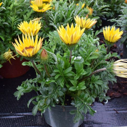 ガザニア　エノルマ シリーズ 