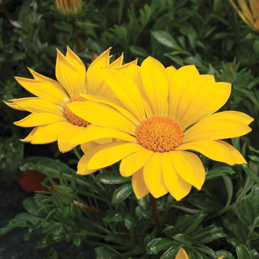 ガザニア　エノルマ シリーズ 