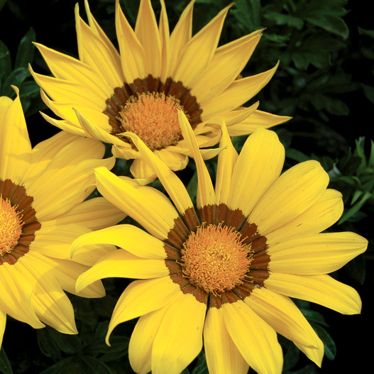 ガザニア　エノルマ シリーズ 