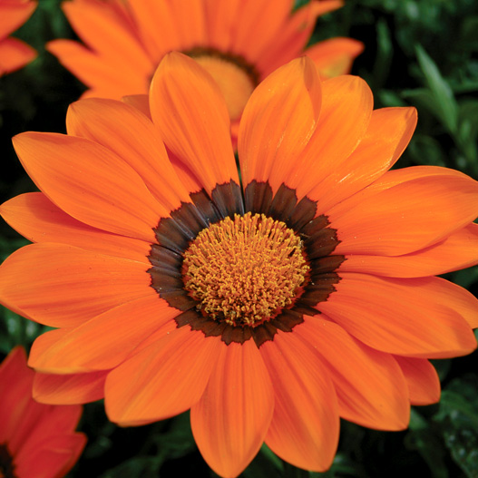 ガザニア　エノルマ シリーズ 