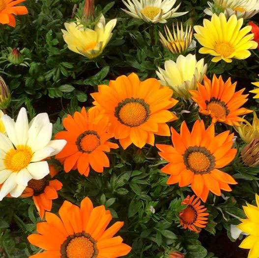 ガザニア　エノルマ シリーズ 