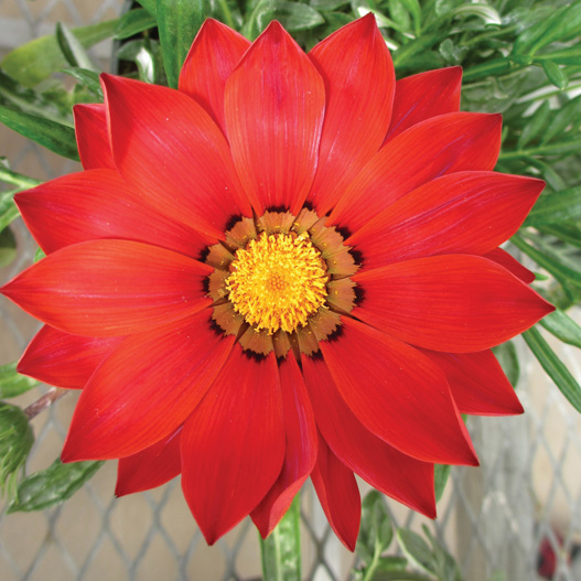 ガザニア F1　ニューデイ シリーズ 