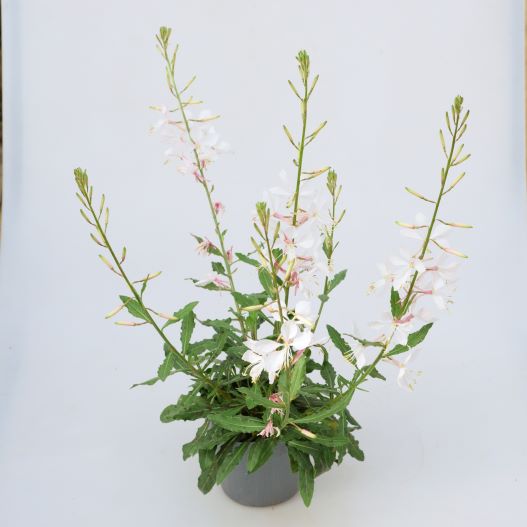 ガウラ　エメリン シリーズ 