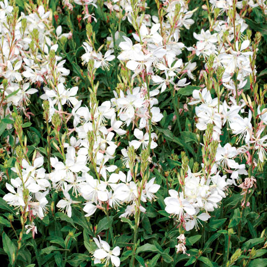 ガウラ　エメリン シリーズ 