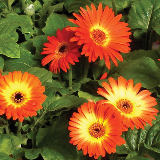 ガーベラ F1 フロリラインミディ シリーズ