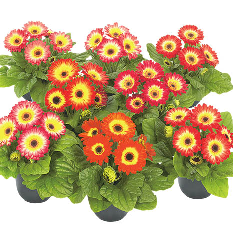 ガーベラ F1 フロリラインミディ シリーズ