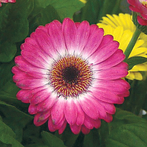 ガーベラ F1 フロリラインミディ シリーズ