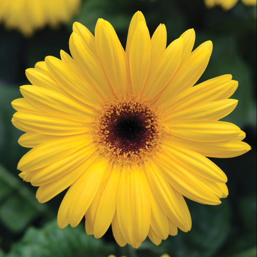 ガーベラ F1　レボリューション シリーズ 