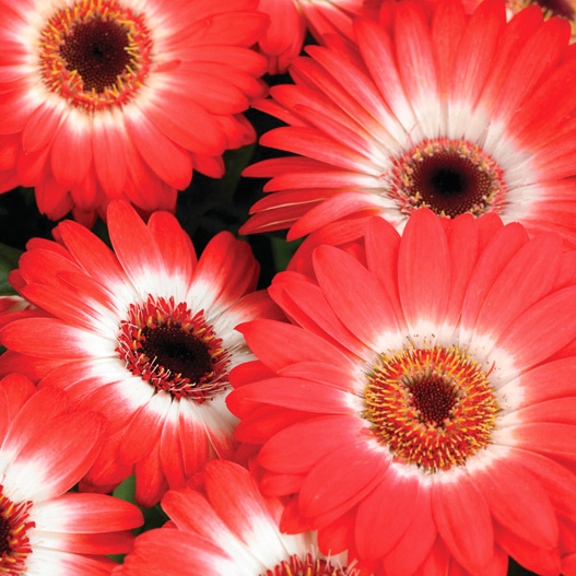 ガーベラ F1　レボリューション シリーズ 