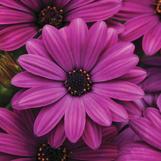 オステオスペルマム F1　アキラ シリーズ 