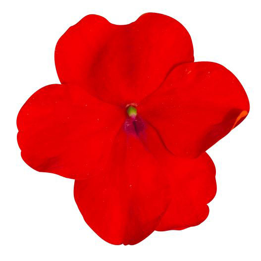 インパチェンス F1　ロリポップ シリーズ 