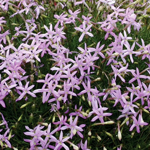 イソトマ F1　アバンギャルド シリーズ 