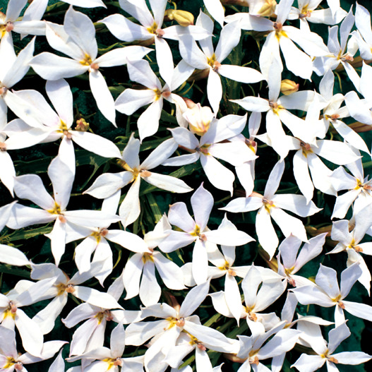 イソトマ F1　アバンギャルド シリーズ 