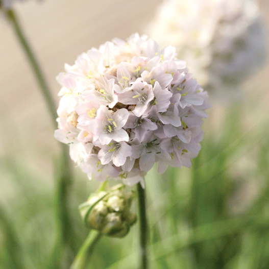 アルメリア　モーニングスター シリーズ 