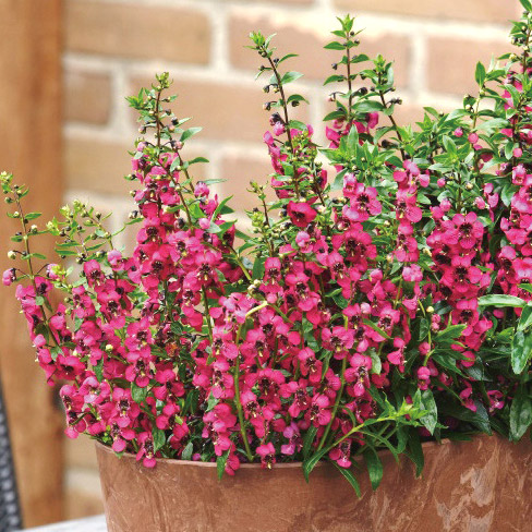 アンゲロニア F1　セレニータ シリーズ 