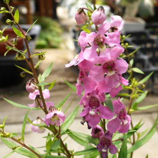 アンゲロニア F1　セレニータ シリーズ 