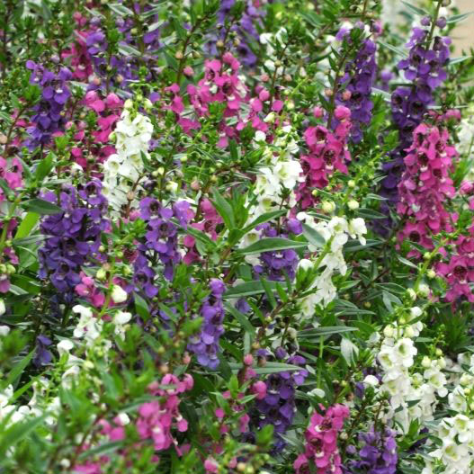 アンゲロニア F1　セレニータ シリーズ 