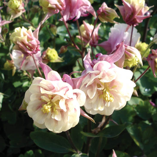 アクイレギア　ウインキーダブル シリーズ 