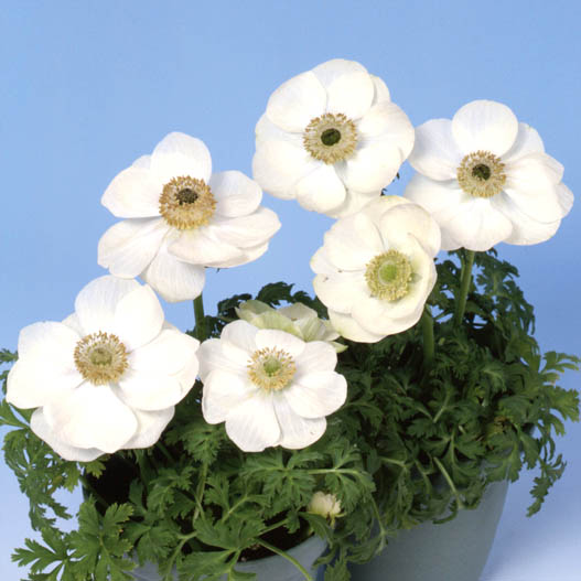 アネモネ　ポルト シリーズ 