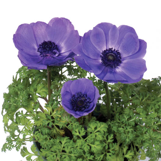 アネモネ　ポルト シリーズ 