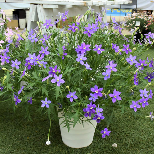 ローレンシア　フィズアンドポップ シリーズ 