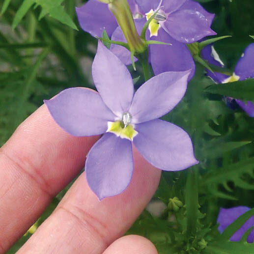 ローレンシア　フィズアンドポップ シリーズ 