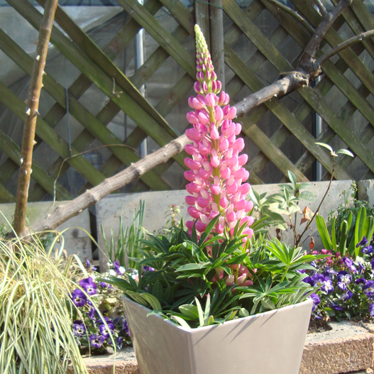 ルピナス　スプリングスマイル 