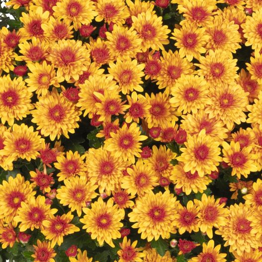 ガーデンマム　ポディウム 