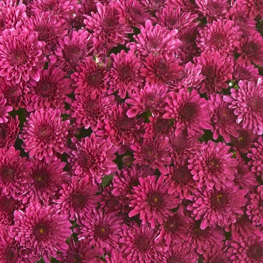 ガーデンマム　ポディウム 