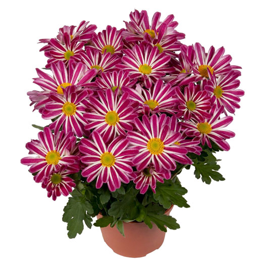 ポットマム レインボー シリーズ