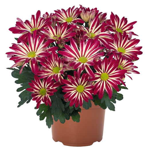 ポットマム レインボー シリーズ