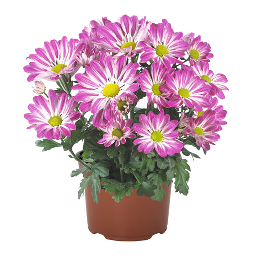 ポットマム レインボー シリーズ