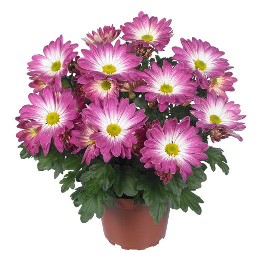 ポットマム レインボー シリーズ