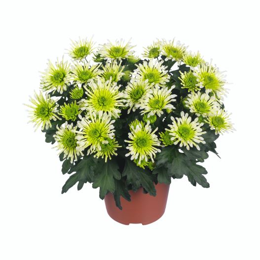 ポットマム　スプラッシュ シリーズ 