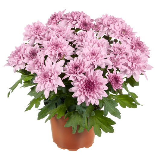 ポットマム　クリスタル シリーズ 