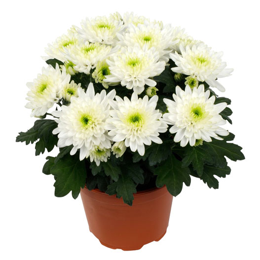 ポットマム　クリスタル シリーズ 