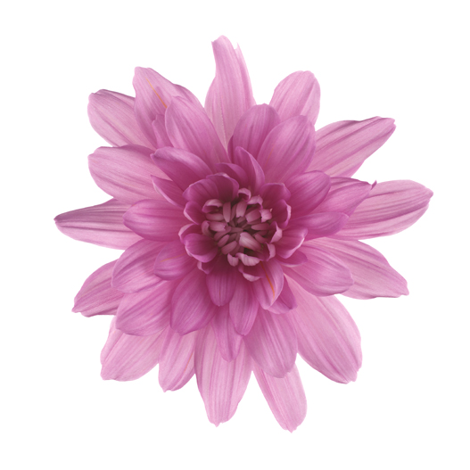 ポットマム　クリスタル シリーズ 