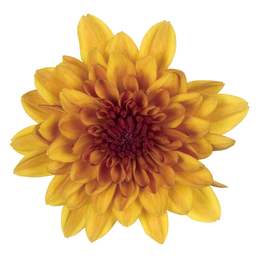 ポットマム　クリスタル シリーズ 