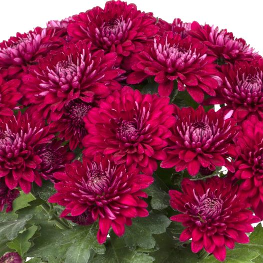 ポットマム　クリスタル シリーズ 