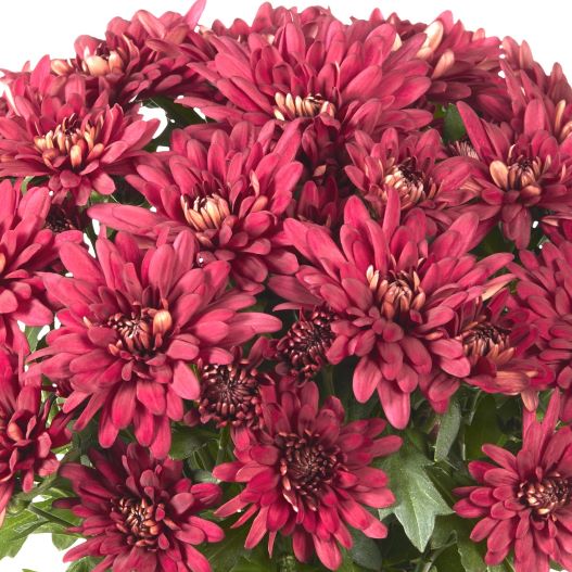 ポットマム　クリスタル シリーズ 