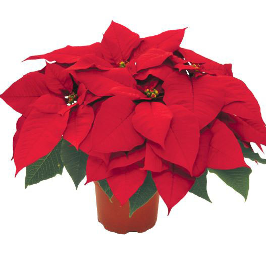 ポインセチア　プレミアムファミリー 