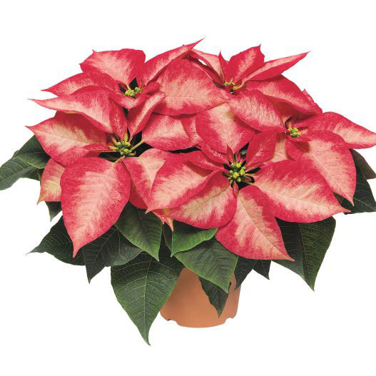 ポインセチア　プレミアムファミリー 