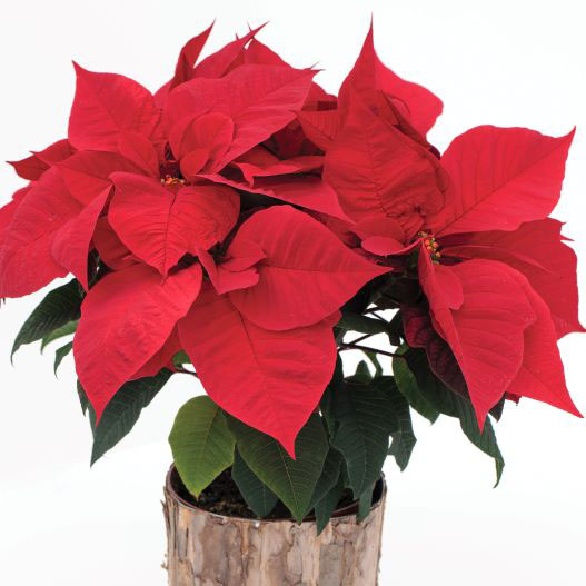 ポインセチア レッドソウル