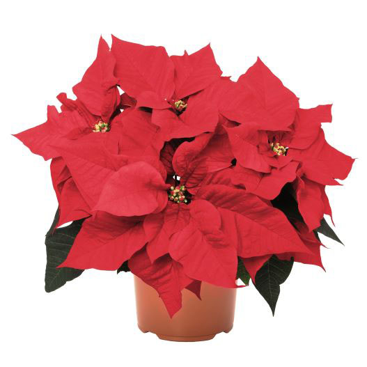 ポインセチア　アンタレス 