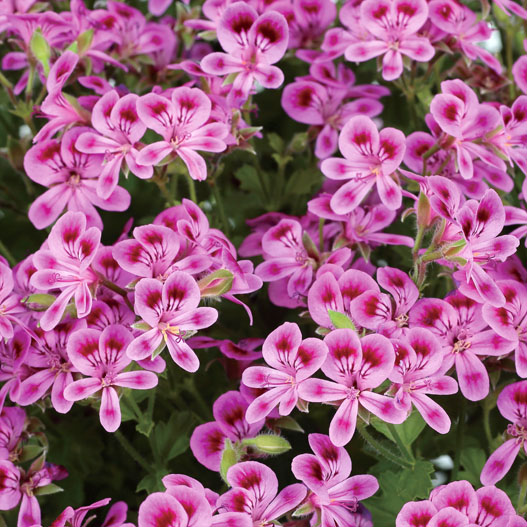 ペラルゴニウム　グランパッソ シリーズ 